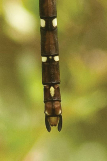 Austroaeschna pulchra
